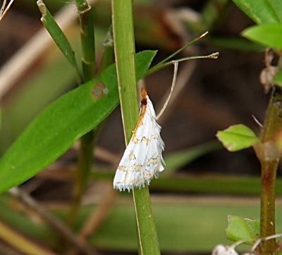 [Side view of a triangular-shaped white moth with a black eye and what appear to be light orange zig-zag stripes across its wings. It is perched vertically on a blade of grass.]